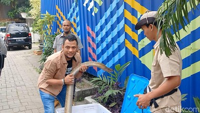 Panji Petualang Nggak Kapok Main Bareng King Kobra Meski Nyaris Kehilangan Nyawa