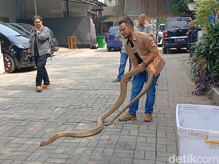 Panji Petualang dan ular kobra peliharaannya.