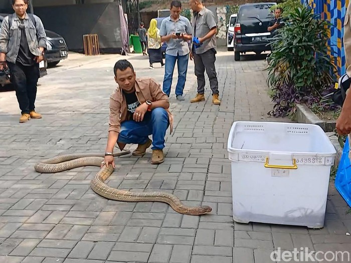 Panji Petualang dan ular kobra peliharaannya.