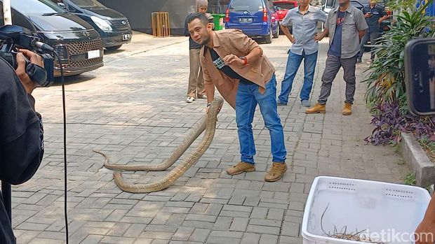 Panji Petualang dan ular kobra peliharaannya.