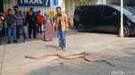 Panji Petualang Nggak Kapok Main Bareng King Kobra Meski Nyaris Kehilangan Nyawa