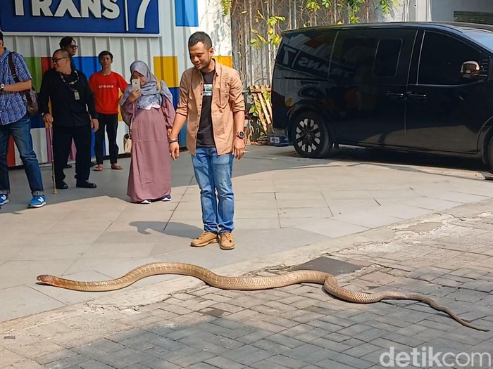 Panji Petualang Panji Petualang dan ular kobra peliharaannya.