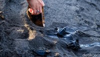 Melepas tukik juga butuh perlakuan khusus, di mana hewan tersebut tidak boleh disentuh serta dibiarkan berjalan sendiri hingga masuk ke laut. 