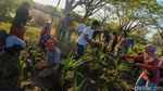 Penyu Terancam Punah di Indonesia, Yuk Kita Lestarikan