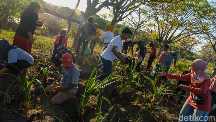 Penyu Terancam Punah di Indonesia, Yuk Kita Lestarikan Satwa penyu diketahui sudah terancam punah di Indonesia. Pelepasan tukik diharapkan dapat melestarikan keberlangsungan hidup penyu.