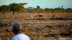 Senja Syahdu di Savana Baluran Africa Van Java