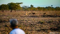 Buat travelers yang belum tahu, waktu terbaik menikmati suasana Baluran di pagi hari dan sore menuju senja karena dapat melihat aktivitas satwa liar di Savana Bekol.  