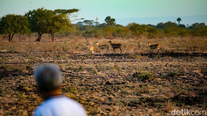 Senja Syahdu di Savana Baluran 'Africa Van Java' Savana Bekol Baluran memiliki pemandangan eksotis dan memanjakan mata. Sore hari menuju senja adalah salah satu waktu terbaik berjalan-jalan ke Baluran.