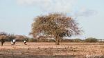 Senja Syahdu di Savana Baluran Africa Van Java