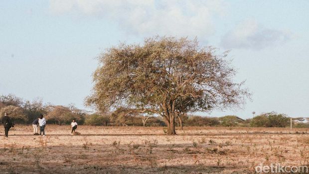 Savana Bekol Baluran memiliki pemandangan eksotis dan memanjakan mata. Sore hari menuju senja adalah salah satu waktu terbaik berjalan-jalan ke Baluran.