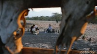 Savana Bekol yang terletak di kawasan Taman Nasional Baluran, Situbondo, Jawa Timur, memiliki pemandangan yang cantik bagai di savana Afrika.