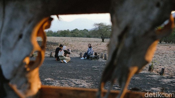 Savana Bekol Baluran memiliki pemandangan eksotis dan memanjakan mata. Sore hari menuju senja adalah salah satu waktu terbaik berjalan-jalan ke Baluran.