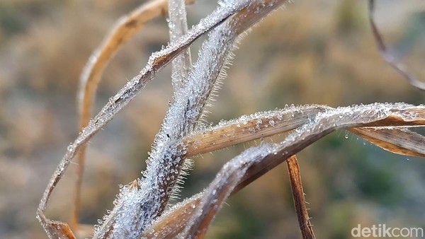 Potret Dieng yang Kembali Beku-Suhu Minus 4 Derajat Celsius