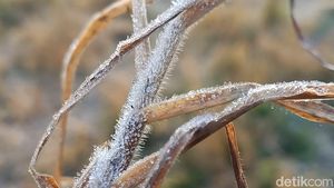 Potret Dieng yang Kembali Beku-Suhu Minus 4 Derajat Celsius