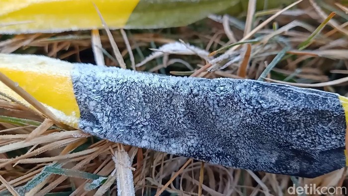 Dieng kembali membeku, Sabtu (12/8/2023) pagi. Suhu tercatat minus 4 derajat celsius. Begini suasananya.