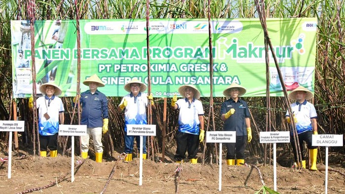PT Pupuk Indonesia (Persero) berkolaborasi dengan PT Perkebunan Nusantara (PTPN) III (Persero) Holding berhasil meningkatkan produktivitas tebu di Mojokerto melalui Program Makmur.