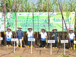 Hasil Panen Tebu di Daerah Ini Meningkat, Apa Rahasianya?