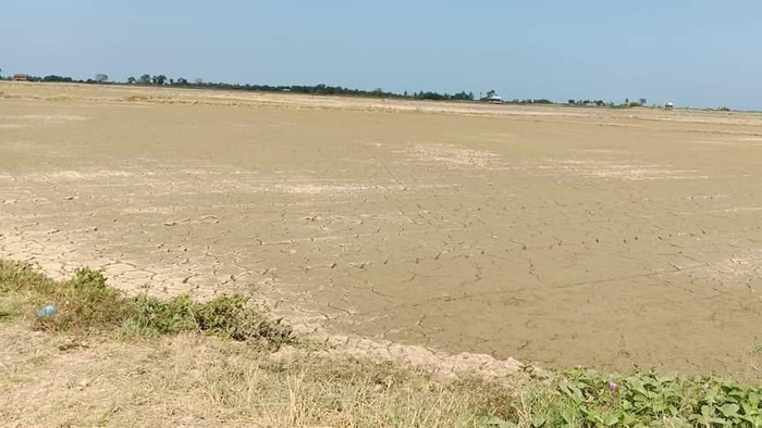 Kondisi kekeringan sawah petani di Pinrang, Sulsel.