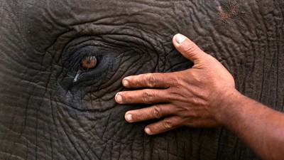 Kerja Keras Merawat Gajah Sumatera Liar di Aceh