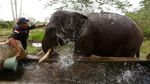 Kerja Keras Merawat Gajah Sumatera Liar di Aceh