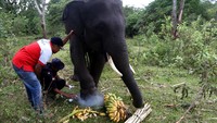 Kondisi kesehatan kaki kanan Dilan yang luka parah akibat tali jeratan kini membaik setelah mendapatkan perawatan intensif oleh petugas kesehatan hewan dan satwa liar PLG Saree.