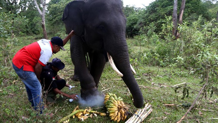 Petugas yang merawat gajah (mahout) memandikan gajah sumatera (Elephas maximus sumatranus) liar bernama Dilan di Pusat Latihan Gajah (PLG) Saree,  Aceh Besar, Aceh, Jumat (11/8/2023). Kondisi kesehatan kaki kanan Dilan yang luka parah akibat tali jeratan kini membaik setelah mendapatkan perawatan intensif oleh petugas kesehatan hewan dan satwa liar PLG Saree. ANTARA FOTO/Irwansyah Putra/rwa.
