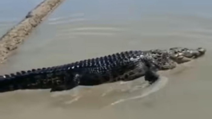 Heboh di media sosial (medso) video buaya berukuran besar masuk sawah warga di Kabupaten Pinrang, Sulawesi Selatan (Sulsel).