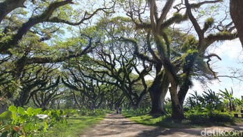 Foto awal 200 MP. Foto: Adi Fida Rahman/detikINET