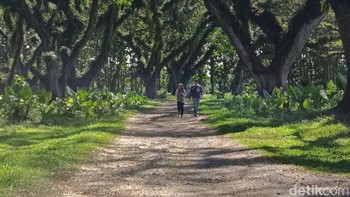 Setelah bagian tengah di-crop. Foto: Adi Fida Rahman/detikINET