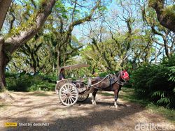 Hasil Uji Kamera 200 MP di Realme 11 Pro Plus, Bagus Atau Tidak?