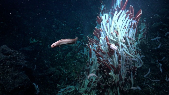 Seekor belut berenang di dekat menara cacing tabung di Tica Vent di East Pacific Rise pada kedalaman 8.200 kaki