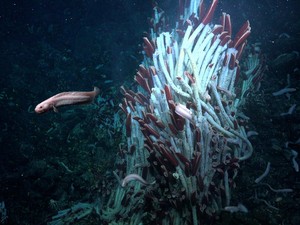 Ilmuwan Temukan Ekosistem Tersembunyi di Dasar Laut, Ini Penampakannya