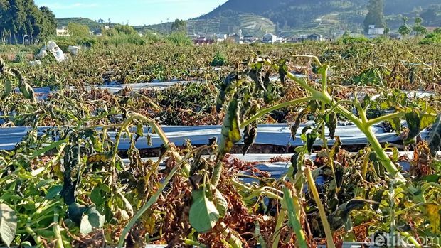 Tanaman kentang di sekitar kompleks Candi Arjuna Dieng layu akibat embun es, Sabtu (12/8/2023).