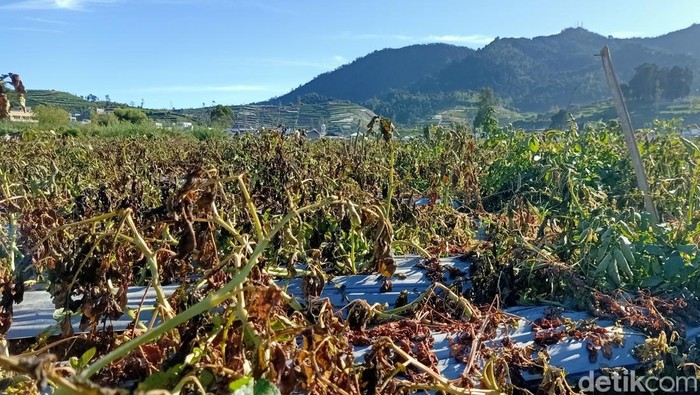 Tanaman kentang di sekitar kompleks Candi Arjuna Dieng layu akibat embun es, Sabtu (12/8/2023).