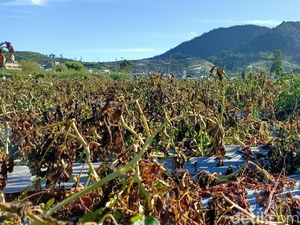 Melihat Lahan Kentang di Dieng yang Layu Dampak Embun Es