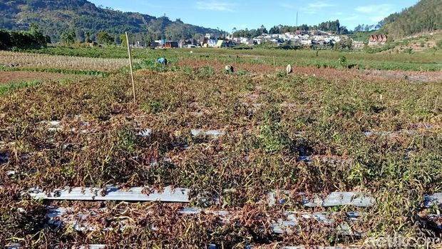 Tanaman kentang di sekitar kompleks Candi Arjuna Dieng layu akibat embun es, Sabtu (12/8/2023).