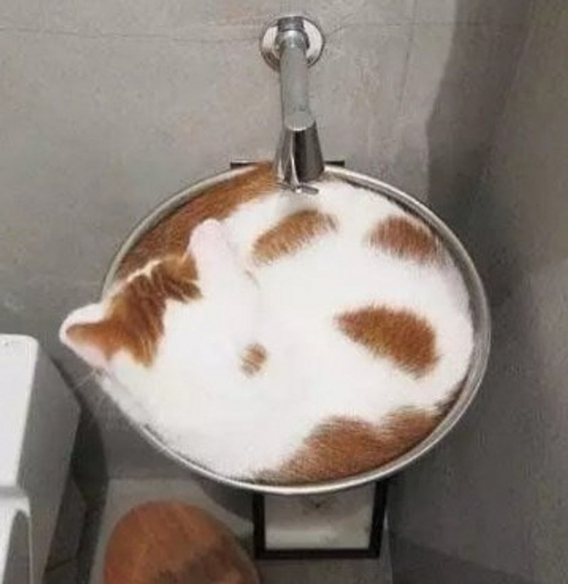 fotoinet kucing lentur