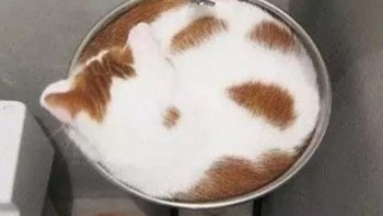 Dalam wadah lingkaran wastafel pun juga muat. (Foto: Brightside)