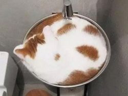 Potret Lucu Bukti Kucing Hewan Paling Lentur