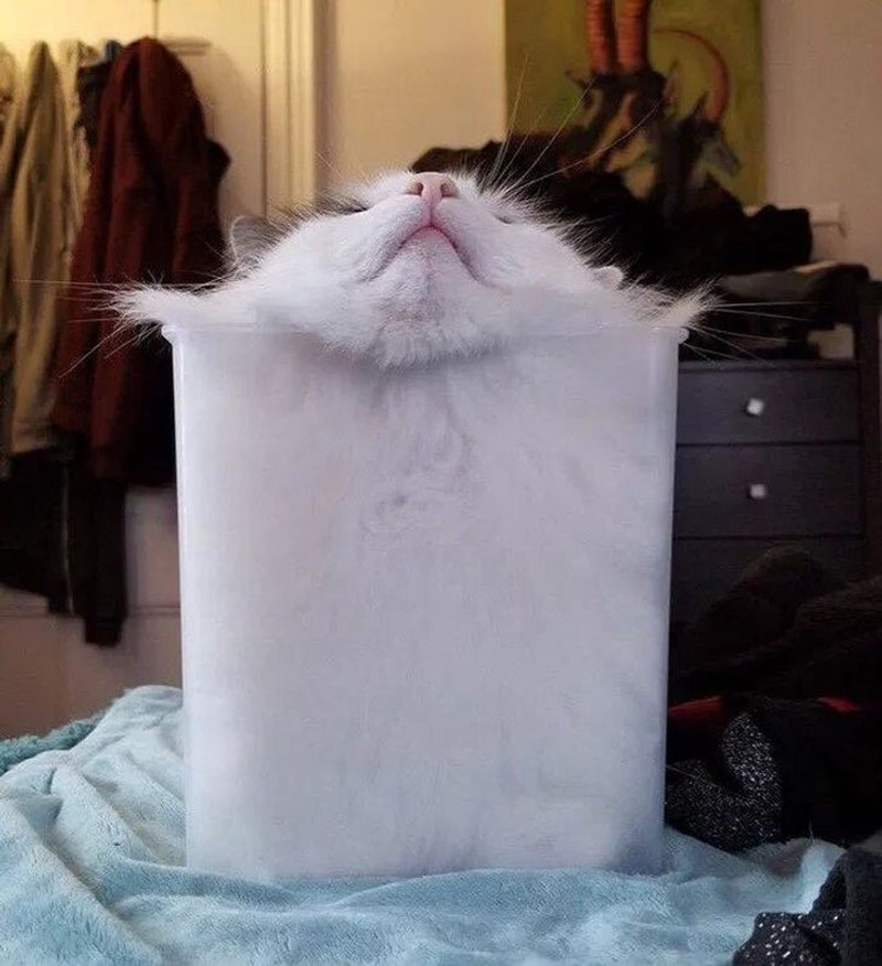 fotoinet kucing lentur