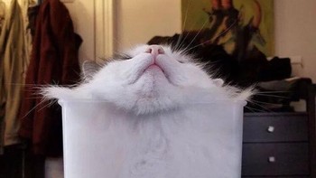 Apa benar ya kucing punya tulang super lentur? (Foto: Brightside)