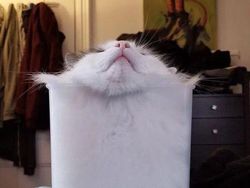 Potret Lucu Bukti Kucing Hewan Paling Lentur