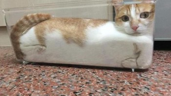 Si kucing yang nyaman dengan tempat sempit. (Foto: Brightside)