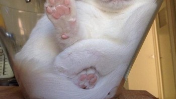 Enak tidur di dalam mangkuk. (Foto: Brightside)