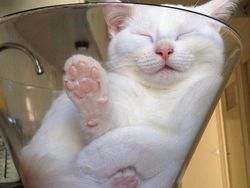 Potret Lucu Bukti Kucing Hewan Paling Lentur