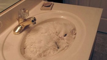 Kamuflase kucing dengan warna wastafel. (Foto: Brightside)