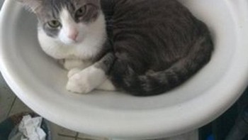 Mau mandi di wastafel cing? (Foto: Brightside)