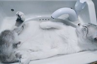 fotoinet kucing lentur