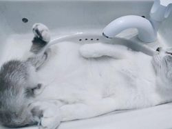 Potret Lucu Bukti Kucing Hewan Paling Lentur