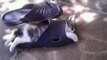 Sendal pun bisa jadi tempat tidur si kucing. (Foto: Brightside)